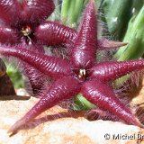 Stapelia asterias PR